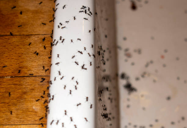 Best Termite Control Services  in Manhattan, NY