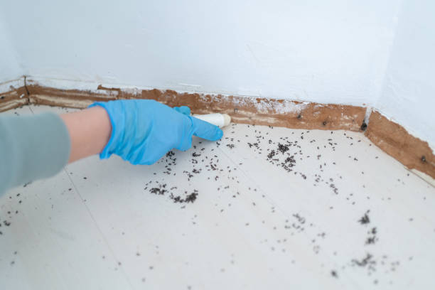 Best Pest Prevention Services  in Manhattan, NY